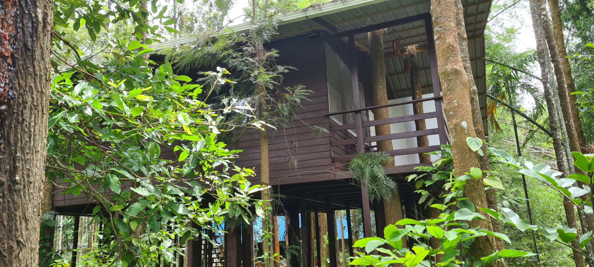 Bandipur Mudumalai Tree House at Masinagudi